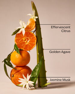 Sweet Orange & Agave 3-Wick Candle image number null
