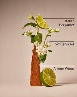 Sunwashed Santal Wallflowers Fragrance Refill image number null