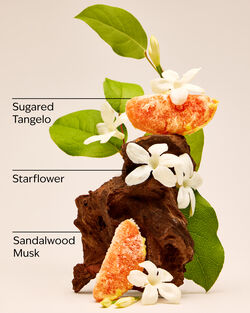In The Stars Wallflowers Fragrance Refill image number null