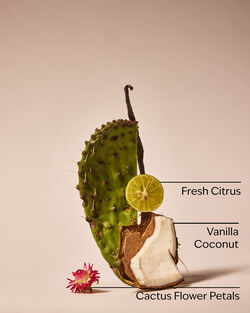 Cactus Blossom Car Fragrance Refill image number null