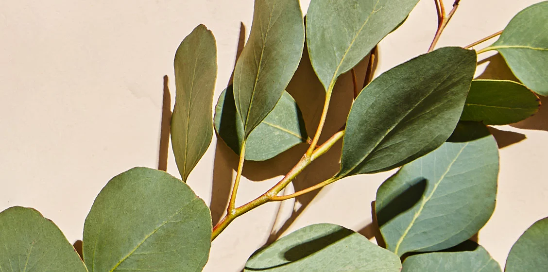 Fragrance Obsession: Eucalyptus