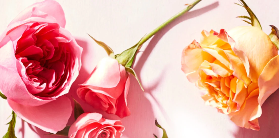 Fragrance Obsession: Rose